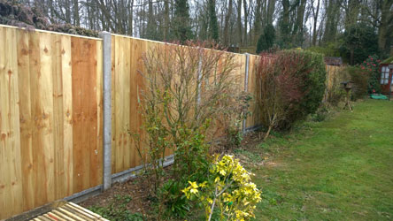 Fencing along the side of a garden with a shrub in front