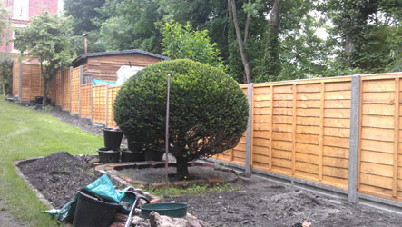 Fence panels on slotted concrete posts around a rounded shrub